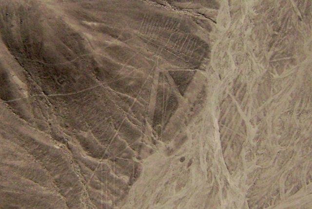 Nazca Linien Pelican