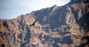 Der Cañón del Colca – der Colca Canyon