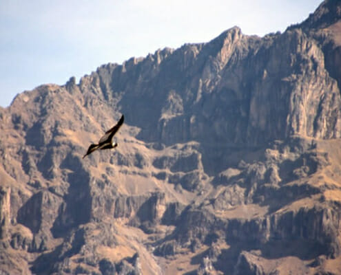 Der Cañón del Colca – der Colca Canyon