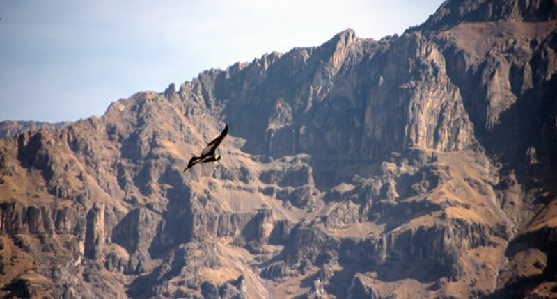 Der Cañón del Colca – der Colca Canyon