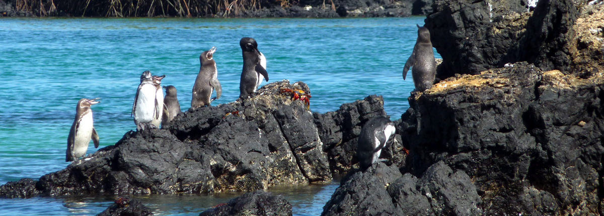 Abwechslungsreiche Südamerika-Reise: Von Galápagos nach Machu Picchu