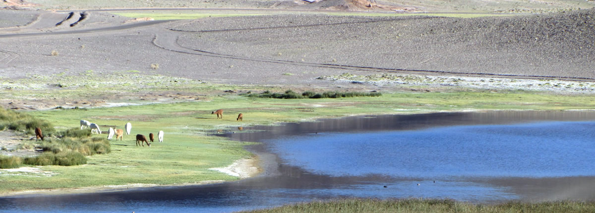 Altiplano peru
