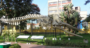 Naturkunde in Lima: Das Museo de Historia Natural