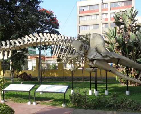 Historia natural en Lima: El Museo de Historia Natural