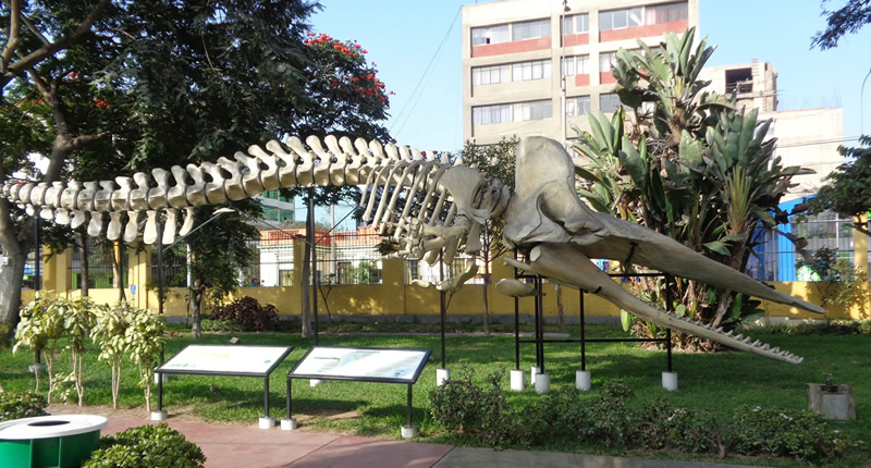 Naturkunde in Lima: Das Museum de Historia Natural