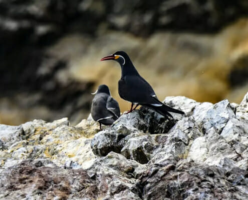 Islas Ballestas: Wo der Guano herkommt