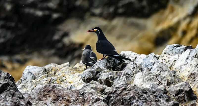 Islas Ballestas: Wo der Guano herkommt