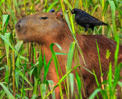 Das Nationalreservat Tambopata – Perus grünes Juwel
