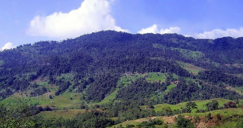 Nebelwald in den Anden: der Nationalpark Cutervo