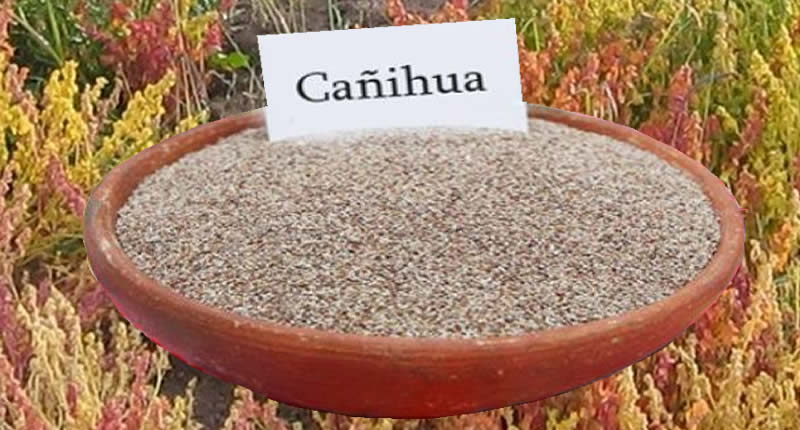 Cañihua - Andengetreide aus Peru