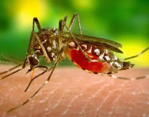 Dengue-Fieber in Peru: Gesundheitsnotstand ausgerufen