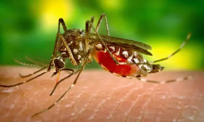 Dengue-Fieber in Peru: Gesundheitsnotstand ausgerufen