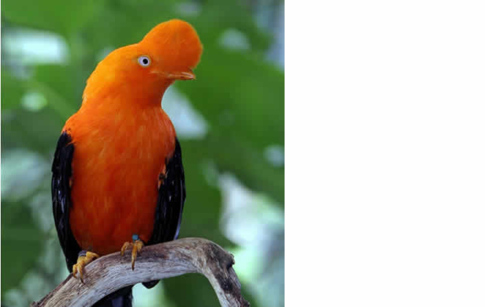 Der Andenfelshahn: Perus lebendiges Naturerbe