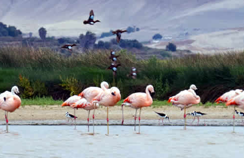 Lagunas de Mejía: Un Paraíso para los Observadores de Aves en la Costa de Perú