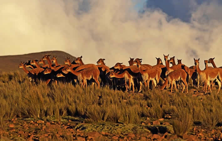 Reserva Nacional Pampa Galeras Bárbara D’Achille