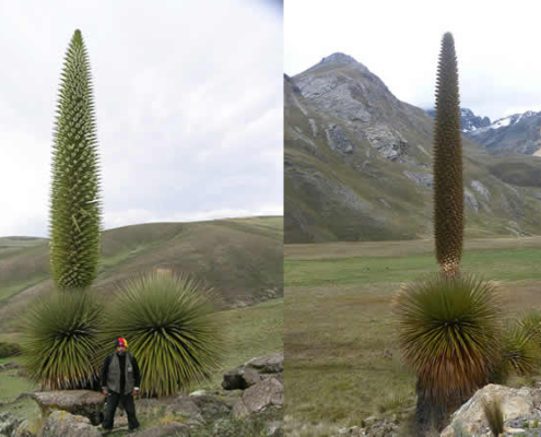 Bosque de Puya Raimondi – Titankayocc: una maravilla natural única en los Andes peruanos