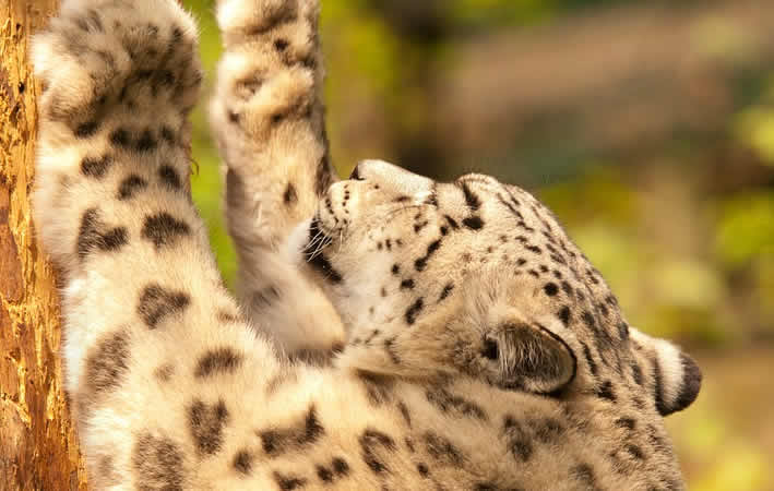 Die faszinierende Tierwelt Perus – Entdecke Pinguine, Brüllaffen und den Amazonas-Dschungel