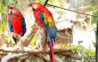 Der „La Totorilla“ Zoo in Ayacucho
