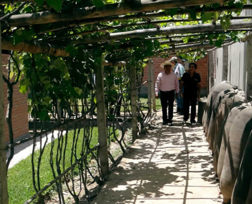 Bodega La Palma – Tradición y modernidad en la Ruta del Pisco de Lunahuaná