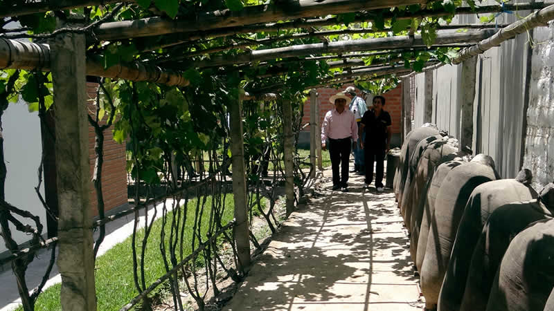 Bodega la Palma – Tradition und Moderne an der Ruta del Pisco von Lunahuaná