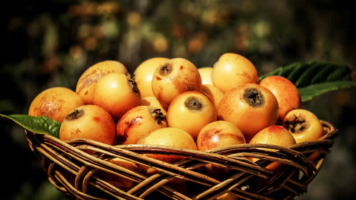 Festival del Níspero de Lunahuaná – Hommage an eine goldene Frucht