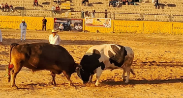 Pelea de toros en Arequipa – Tradición y cultura de los Andes