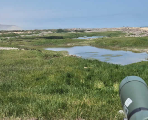 Humedal El Chiflón: humedal costero, riqueza de aves y oasis ecológico cerca de Camaná