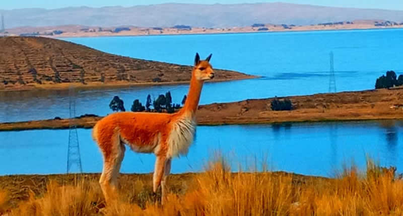 Archipiélago Wiñaymarca: diez islas en el “Lago Eterno” del Titicaca