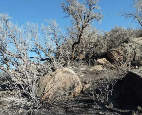 Bosque de Queñuas de Cara Cara – Bosque de polylepis altoandino cerca de Lampa