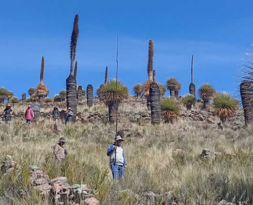 Bosque de rodales de puya de Choqueline – Plantas titánicas en el altiplano de Huancané