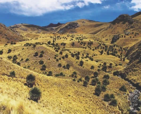Bosque de rodales de Puyas de Tarucani – paisaje de titankas cerca de Ayaviri