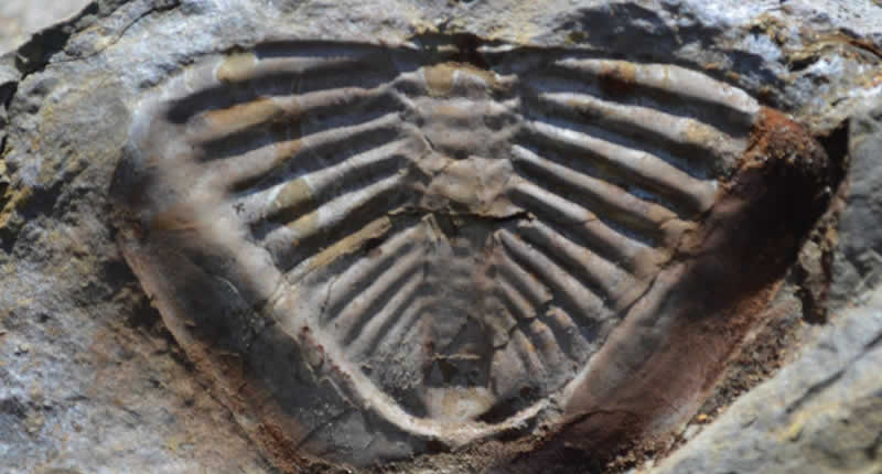 Fossilien von Taraco – Meerestiere im Gestein des Altiplanos