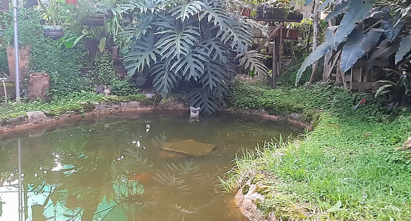 Jardín Botánico los Ositos – paraíso de orquídeas y plantas en Villa Rica