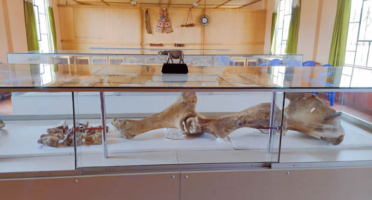 Restos fósiles de Choccocconiri: mastodontes en el altiplano de Juli