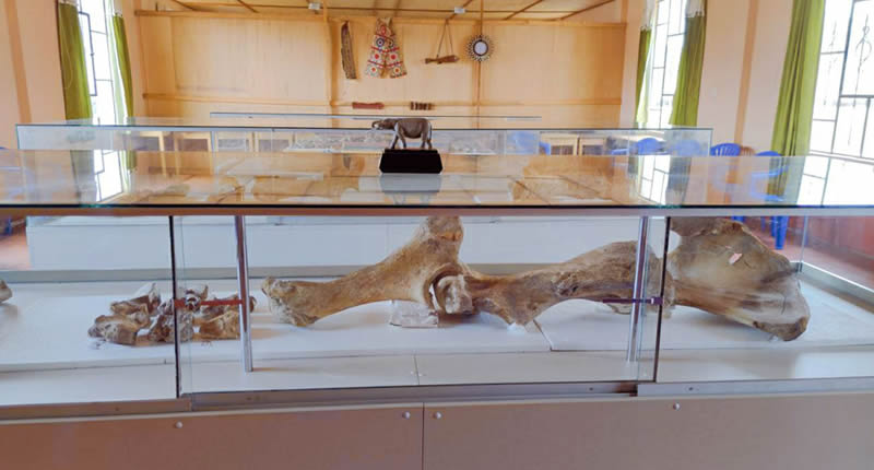 Restos fósiles de Choccocconiri: mastodontes en el altiplano de Juli