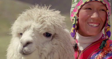Lama