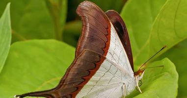 Mariposas