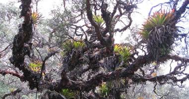 Bromelien in den Anden