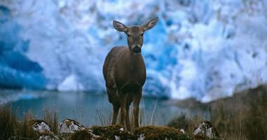 Südandenhirsch vor Gletscher