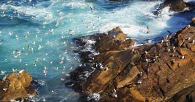 Aves Parque Tumbes