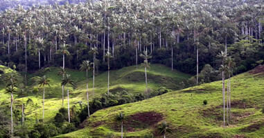 Cajamarca Bosque de Palmeras