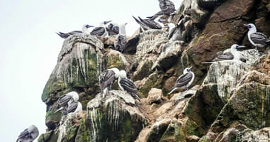 Isla Ballestas