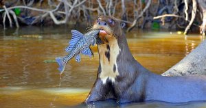 Riesenotter