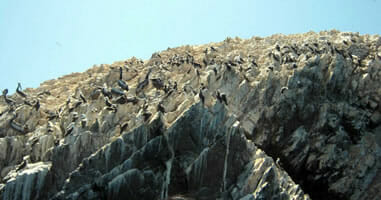 Pelikane im Nationalpark