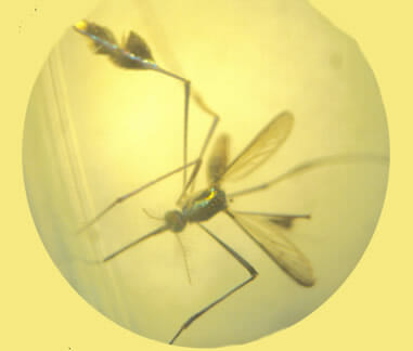Sabethes chloropterus Mücke
