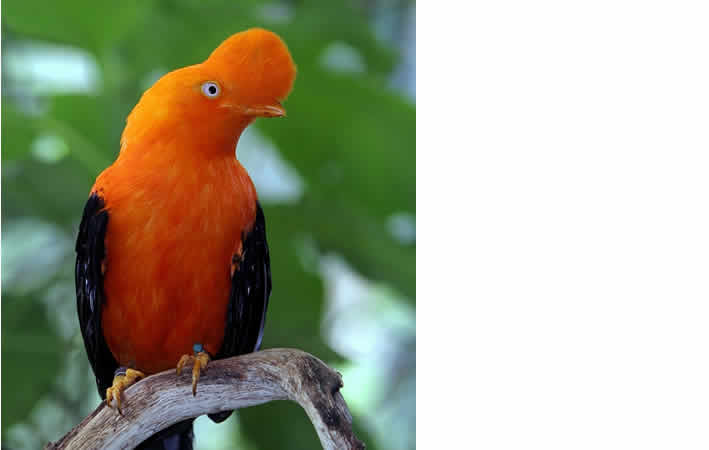 Der Andenfelshahn: Perus lebendiges Naturerbe