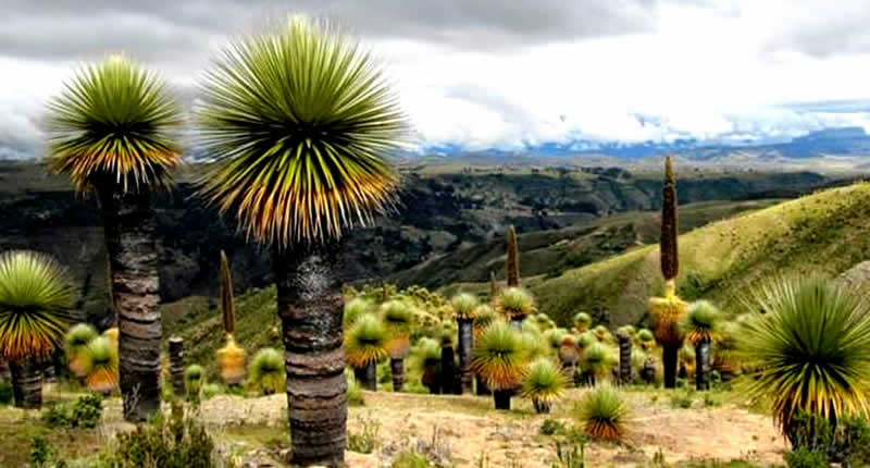 Bosque de Puyas de Raimondi bei Bellavista in der Provinz San Antonio de Putina