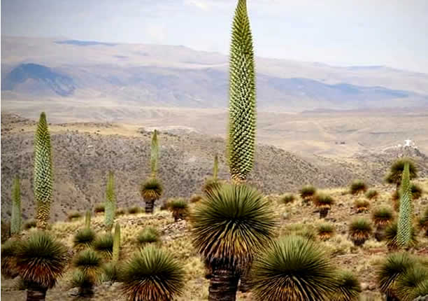 Puya, auch Königin der Anden