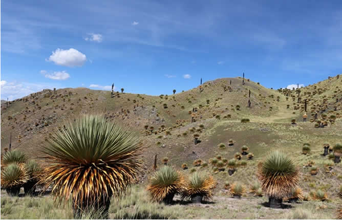 Bosque altoandino de Puya de Raimondi al oeste de Tinajani