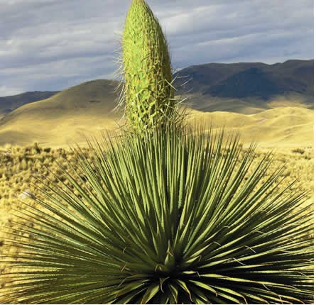 Bosque de rodales de Puyas de Tarucani cerca de Ayaviri en el altiplano de Puno